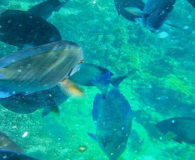 Peces del caribe